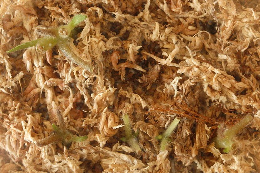 29.08.19 - 2 Inradacinare tija florala