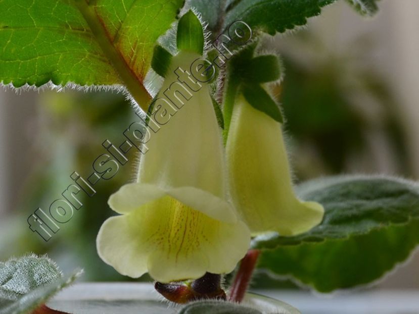 Sinningia Luc is Yellow Lemon - GLOXINIA_SINNINGIA - Hibrizii mei -My hybrids