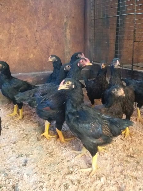  - Combatant indian mare