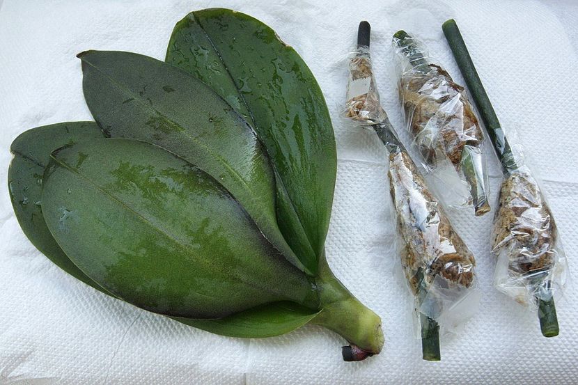 29.08.19 - 4 Putrezire radacini