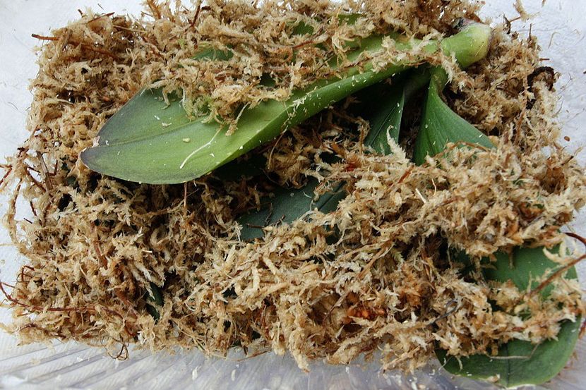 29.08.19 - 4 Putrezire radacini