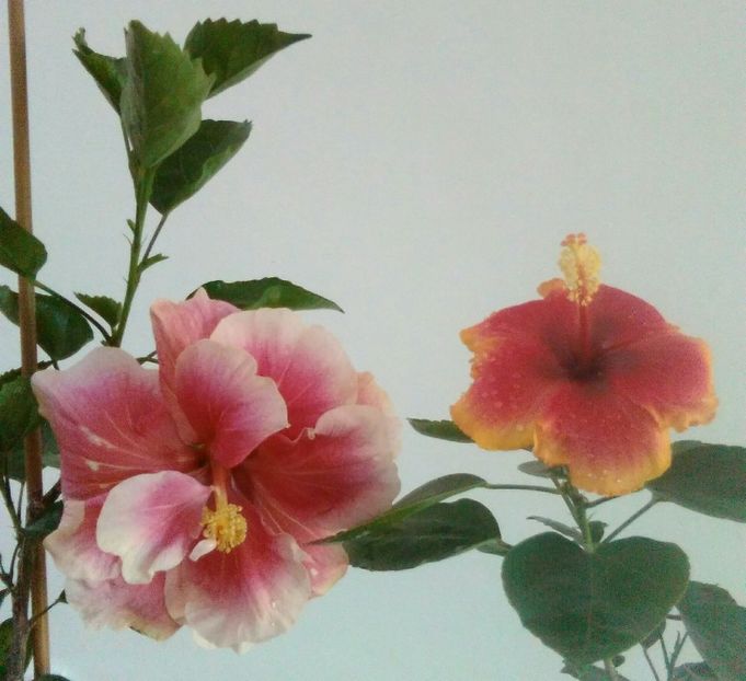 și cu o mega floare(22 cm) - Hibiscus Goin Steady