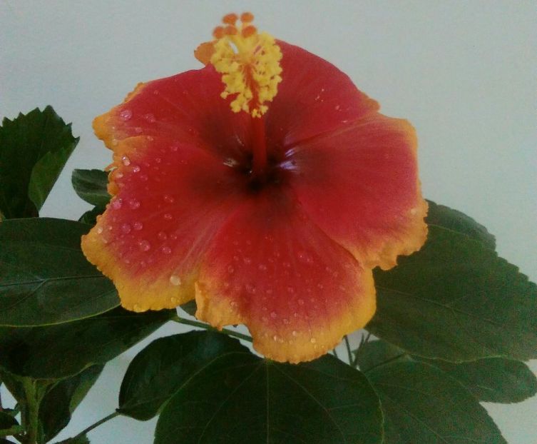  - Hibiscus Oberon sau Tivoli