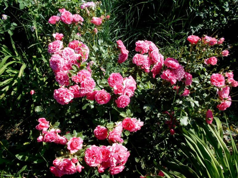 rosarium uetersen - trandafiri