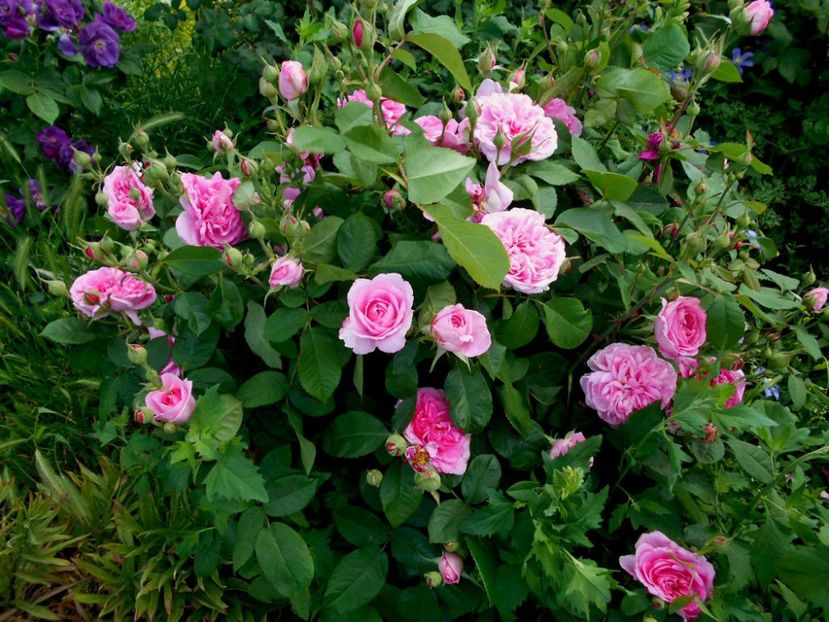 gertrude jekyll - trandafiri