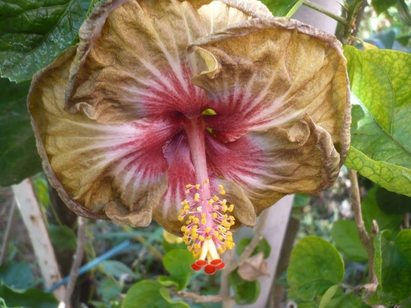 29.08.2019 - HIBISCUSI 2019-2