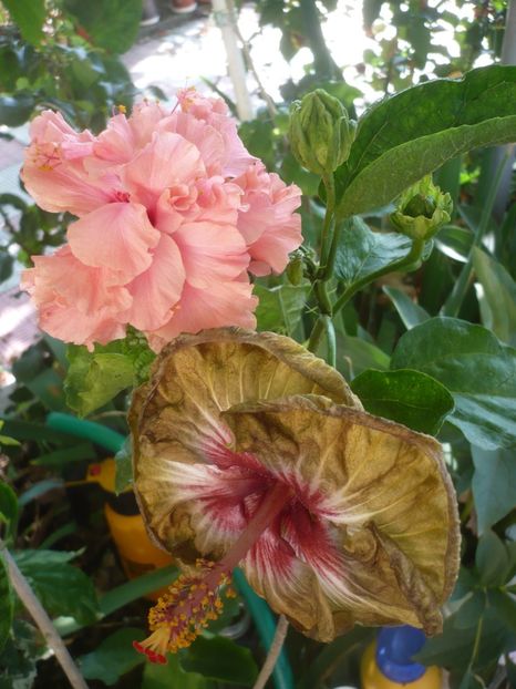 P1420794 - HIBISCUSI 2019-2