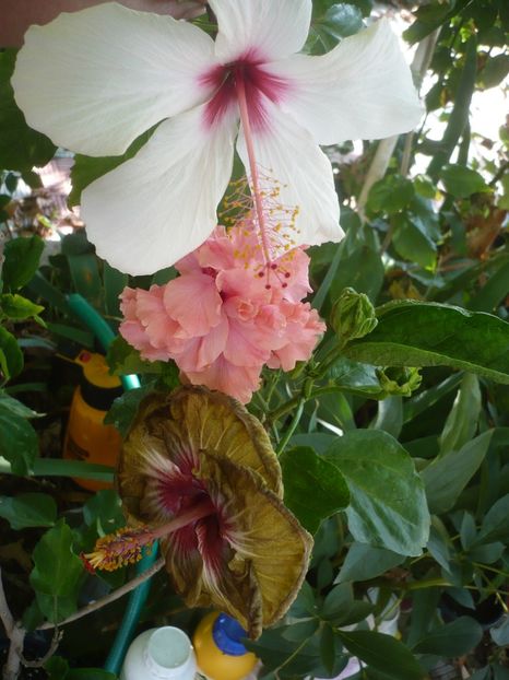 P1420795 - HIBISCUSI 2019-2