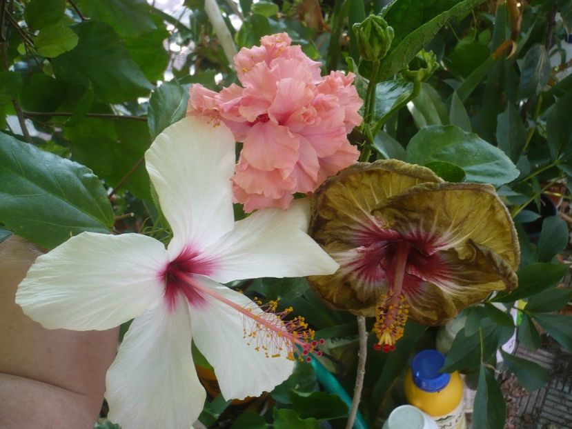 P1420796 - HIBISCUSI 2019-2