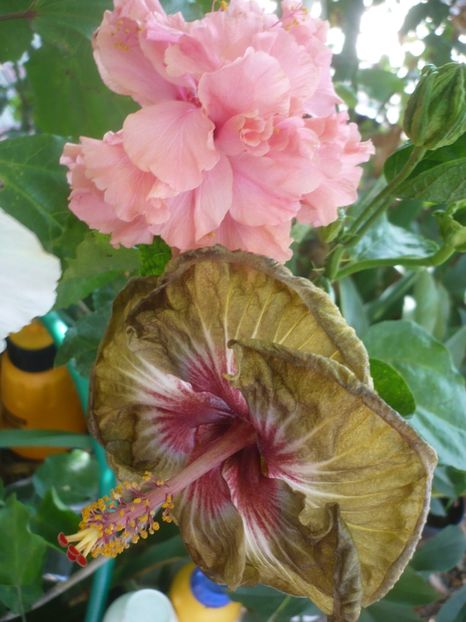P1420797 - HIBISCUSI 2019-2