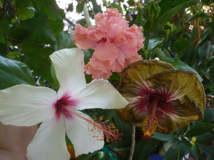 P1420798 - HIBISCUSI 2019-2