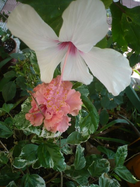 P1420799 - HIBISCUSI 2019-2