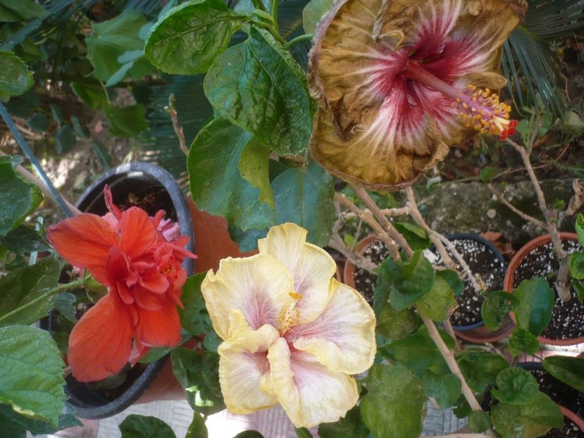 P1420807 - HIBISCUSI 2019-2