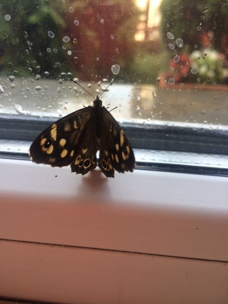 214EA09B-08D1-4674-B82D-7F82B4E4AF12 - Fluturi