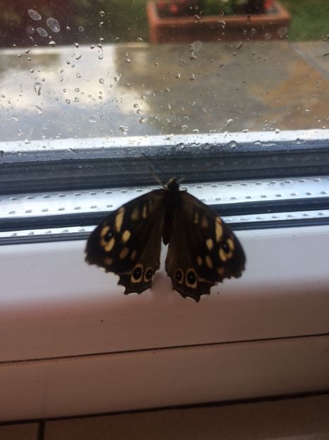 D8CFEBD4-F98C-4B13-AD63-9557336467A4 - Fluturi