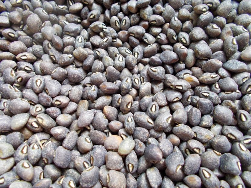  - SEMINTE FASOLE - D 116 GUARIJIO MUNI CAFE COWPEA