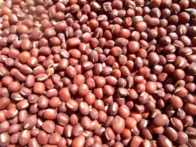  - SEMINTE FASOLE - D 117 ADZUKI BEAN - RED MUNG BEAN