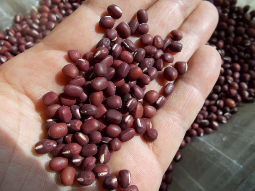  - SEMINTE FASOLE - D 117 ADZUKI BEAN - RED MUNG BEAN