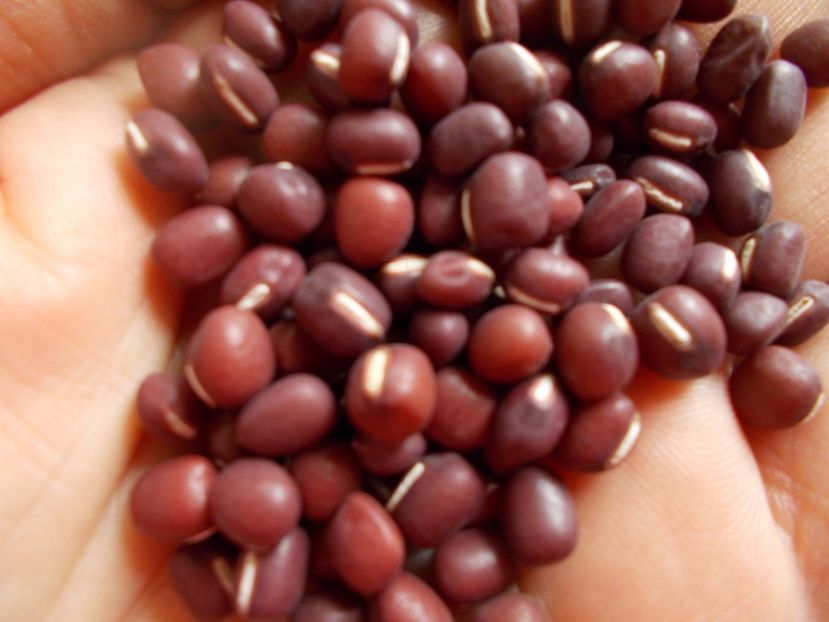  - SEMINTE FASOLE - D 117 ADZUKI BEAN - RED MUNG BEAN
