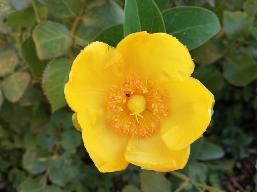  - Plante decorative de exterior si perene