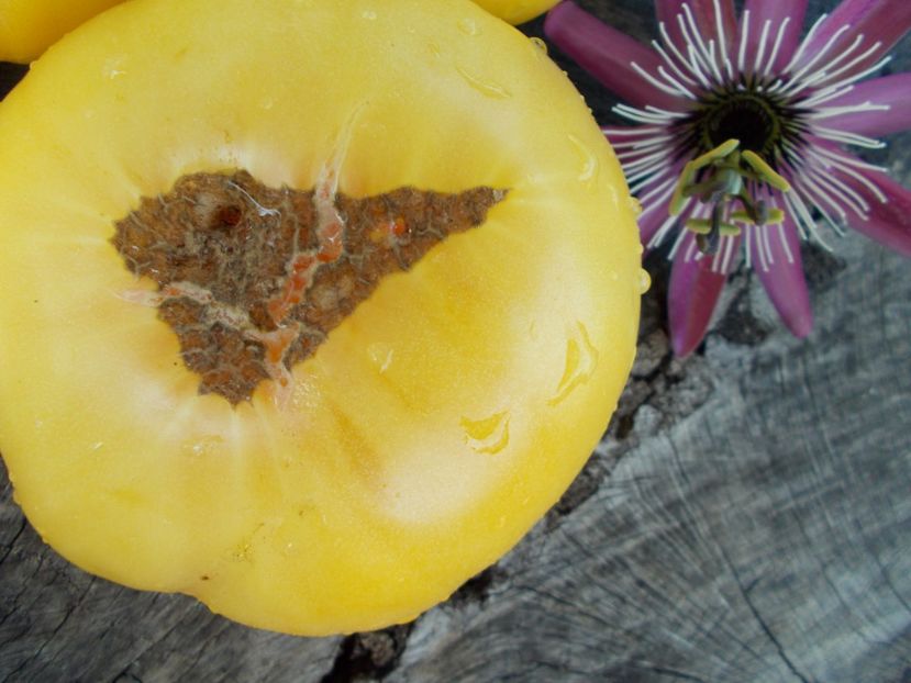  - SEMINTE ROSII - T 378 TC JONES