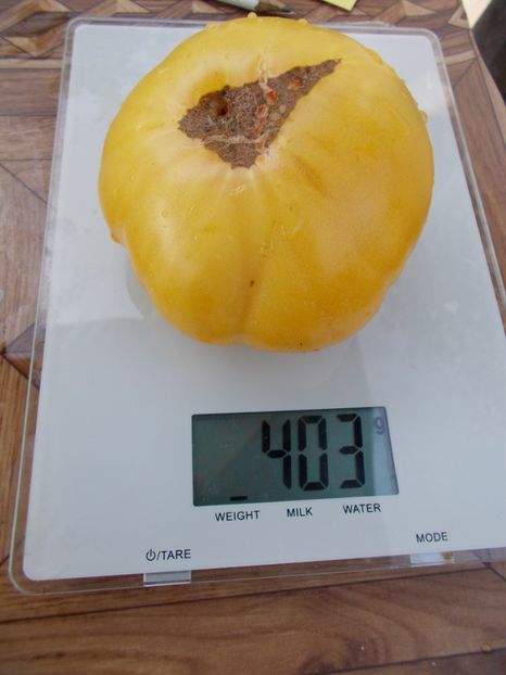  - SEMINTE ROSII - T 378 TC JONES