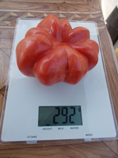  - SEMINTE ROSII - MONTSERRAT