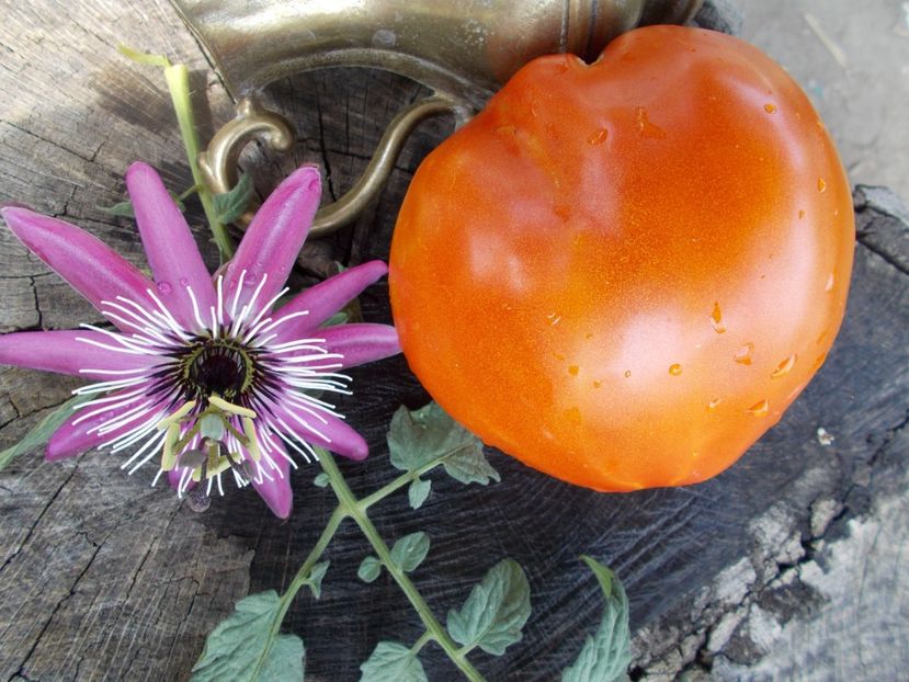  - SEMINTE ROSII - MOMINI SALZI - LACRIMILE FECIOAREI