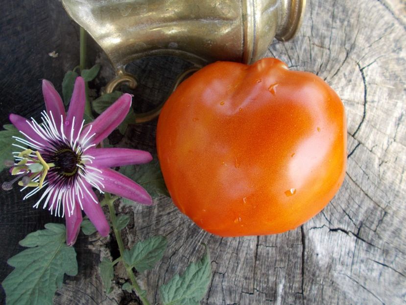  - SEMINTE ROSII - MOMINI SALZI - LACRIMILE FECIOAREI