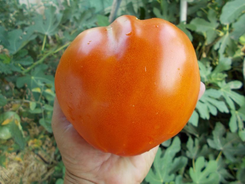  - SEMINTE ROSII - MOMINI SALZI - LACRIMILE FECIOAREI