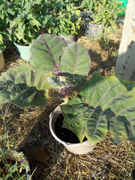  - Z SEMINTE - NARANJILLA - LULO - Solanum quitoense - D