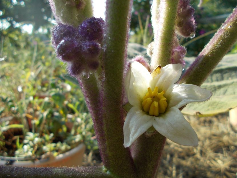  - Z SEMINTE - NARANJILLA - LULO - Solanum quitoense - D