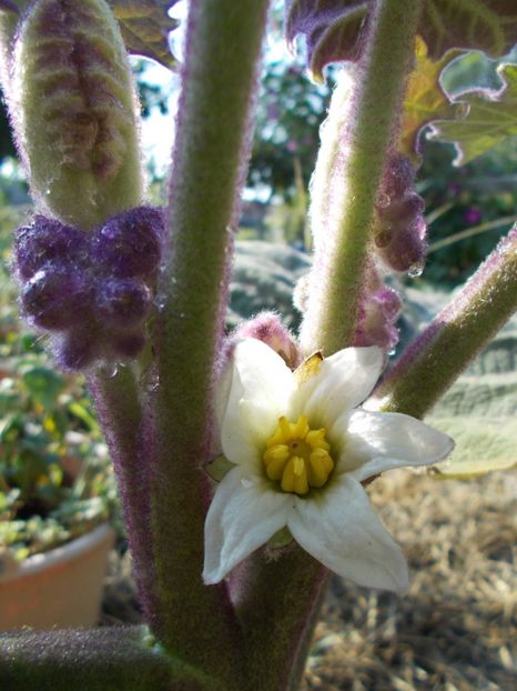  - Z SEMINTE - NARANJILLA - LULO - Solanum quitoense - D