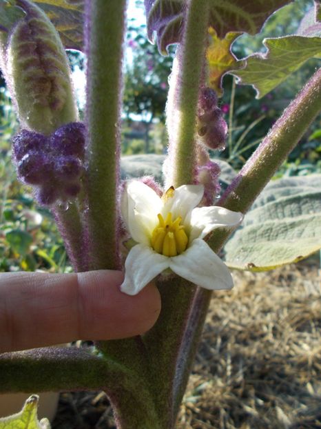  - Z SEMINTE - NARANJILLA - LULO - Solanum quitoense - D