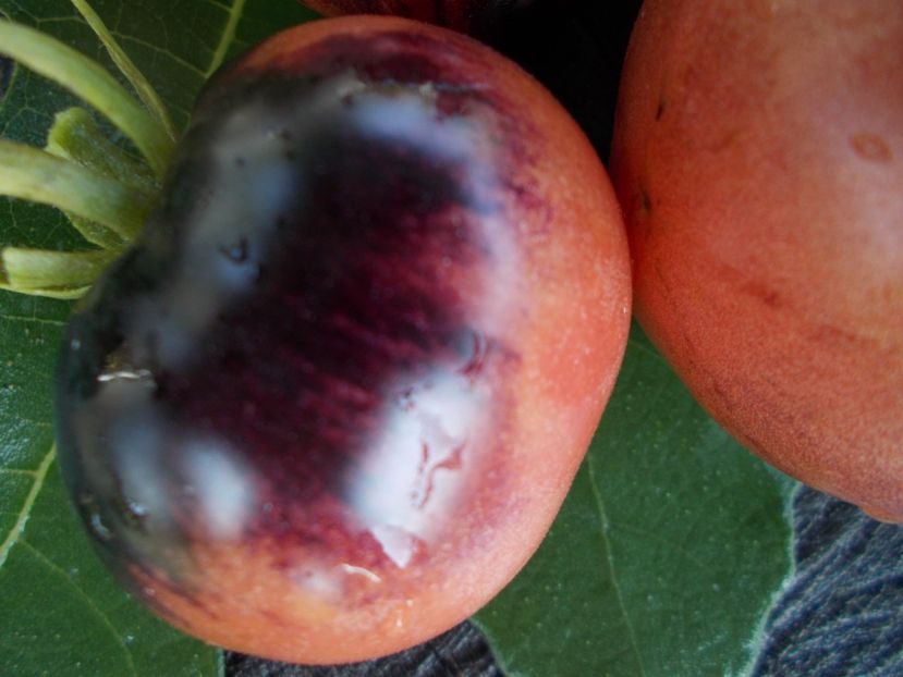  - SEMINTE ROSII - T 377 OZARK SUNSET