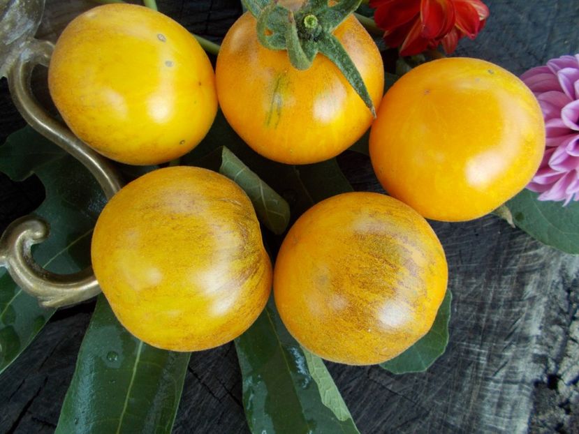  - SEMINTE ROSII - T 304 SEATTLE BLUE WOLLY MAMOUTH F4