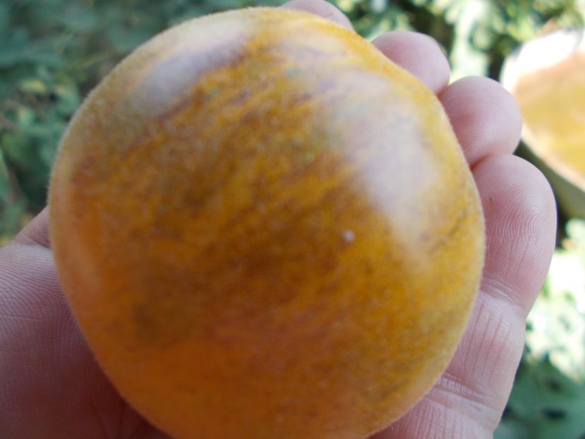  - SEMINTE ROSII - T 304 SEATTLE BLUE WOLLY MAMOUTH F4