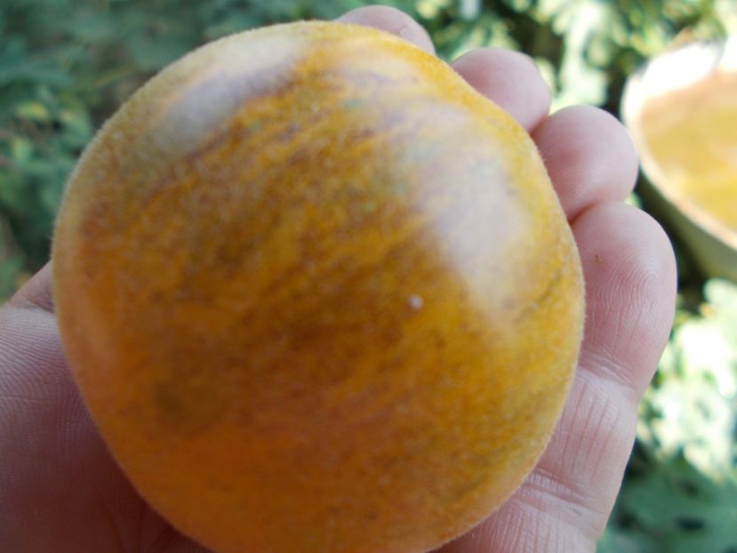  - SEMINTE ROSII - T 304 SEATTLE BLUE WOLLY MAMOUTH F4