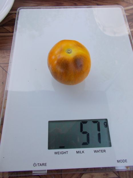  - SEMINTE ROSII - T 304 SEATTLE BLUE WOLLY MAMOUTH F4