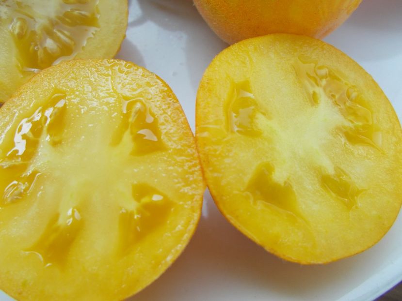  - SEMINTE ROSII - T 304 SEATTLE BLUE WOLLY MAMOUTH F4