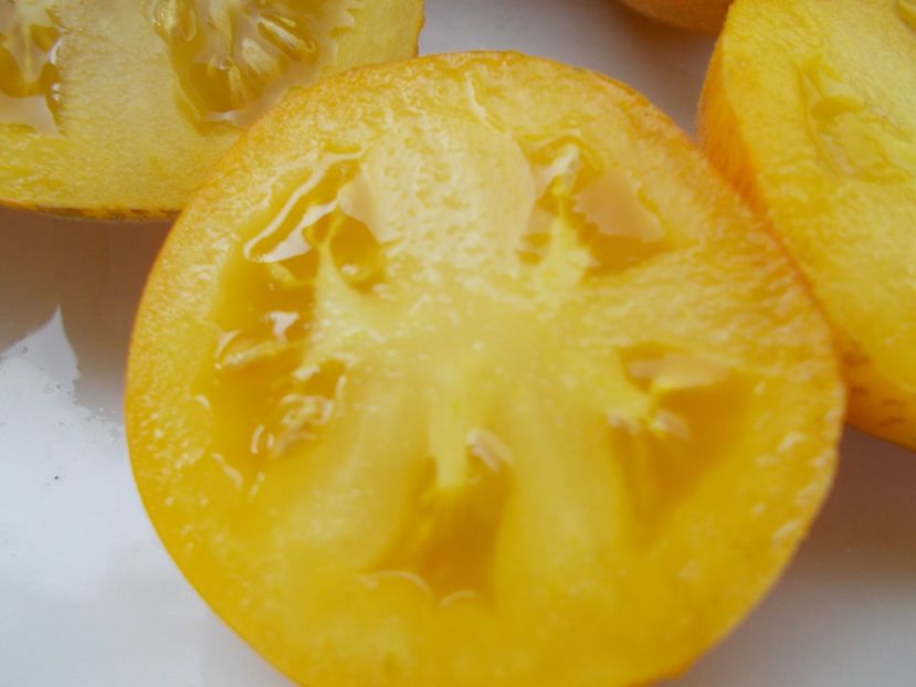  - SEMINTE ROSII - T 304 SEATTLE BLUE WOLLY MAMOUTH F4