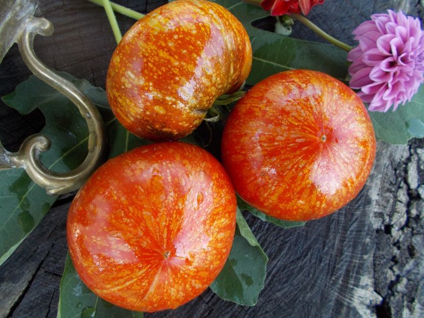  - SEMINTE ROSII - T 418 STRAWBERRY LEOPARD