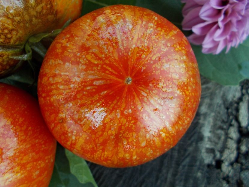  - SEMINTE ROSII - T 418 STRAWBERRY LEOPARD