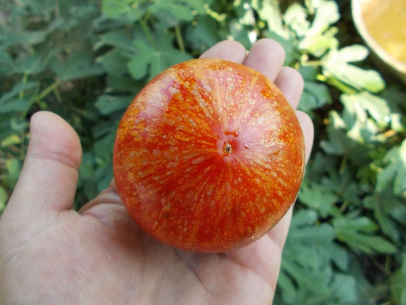  - SEMINTE ROSII - T 418 STRAWBERRY LEOPARD