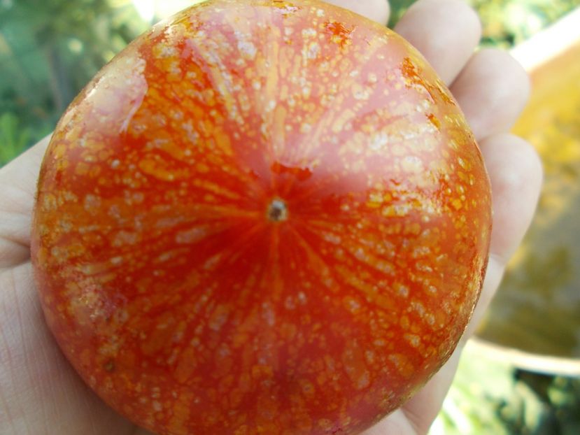  - SEMINTE ROSII - T 418 STRAWBERRY LEOPARD