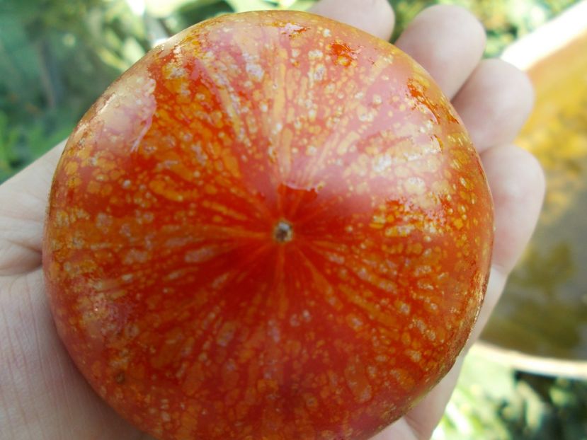  - SEMINTE ROSII - T 418 STRAWBERRY LEOPARD