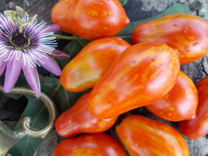  - SEMINTE ROSII - T 298 RAIBAIS KEKARS