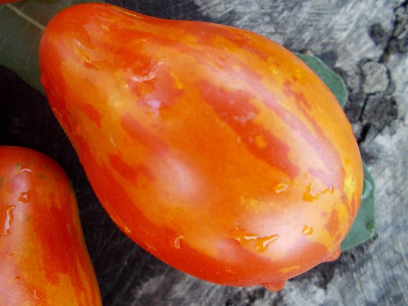  - SEMINTE ROSII - T 298 RAIBAIS KEKARS