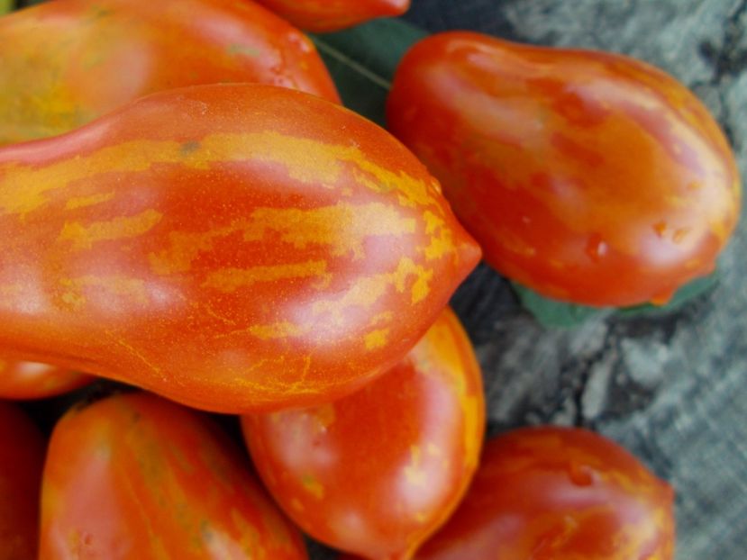  - SEMINTE ROSII - T 298 RAIBAIS KEKARS