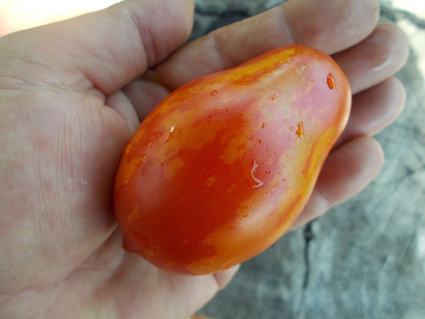  - SEMINTE ROSII - T 298 RAIBAIS KEKARS